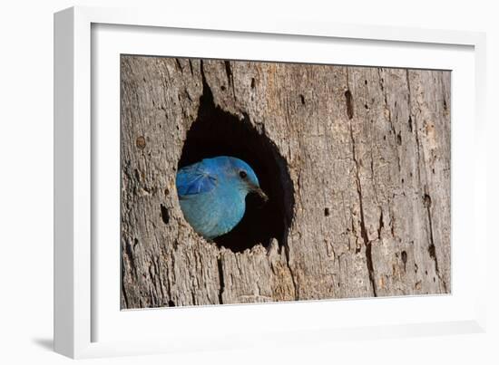 Mountain Bluebird, Sialia Currucoides, Male at Nest Hole at a Cavity in a Ponderosa Pine Tree in Th-Tom Reichner-Framed Photographic Print