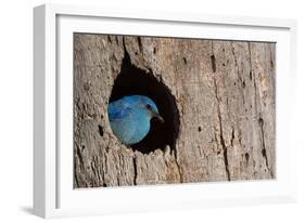 Mountain Bluebird, Sialia Currucoides, Male at Nest Hole at a Cavity in a Ponderosa Pine Tree in Th-Tom Reichner-Framed Photographic Print