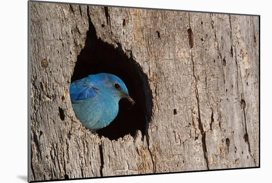 Mountain Bluebird, Sialia Currucoides, Male at Nest Hole at a Cavity in a Ponderosa Pine Tree in Th-Tom Reichner-Mounted Photographic Print