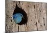 Mountain Bluebird, Sialia Currucoides, Male at Nest Hole at a Cavity in a Ponderosa Pine Tree in Th-Tom Reichner-Mounted Photographic Print