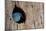 Mountain Bluebird, Sialia Currucoides, Male at Nest Hole at a Cavity in a Ponderosa Pine Tree in Th-Tom Reichner-Mounted Photographic Print