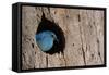 Mountain Bluebird, Sialia Currucoides, Male at Nest Hole at a Cavity in a Ponderosa Pine Tree in Th-Tom Reichner-Framed Stretched Canvas