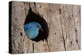Mountain Bluebird, Sialia Currucoides, Male at Nest Hole at a Cavity in a Ponderosa Pine Tree in Th-Tom Reichner-Stretched Canvas