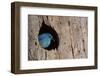 Mountain Bluebird, Sialia Currucoides, Male at Nest Hole at a Cavity in a Ponderosa Pine Tree in Th-Tom Reichner-Framed Photographic Print