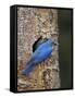 Mountain Bluebird (Sialia Currucoides) Pair at their Nest-James Hager-Framed Stretched Canvas