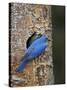 Mountain Bluebird (Sialia Currucoides) Pair at their Nest-James Hager-Stretched Canvas