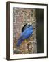 Mountain Bluebird (Sialia Currucoides) Pair at their Nest-James Hager-Framed Photographic Print