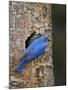 Mountain Bluebird (Sialia Currucoides) Pair at their Nest-James Hager-Mounted Photographic Print