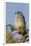 Mountain Bluebird, Sialia currucoides, Yellowstone National Park, Montana, Wyoming-Adam Jones-Framed Premium Photographic Print