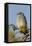 Mountain Bluebird, Sialia currucoides, Yellowstone National Park, Montana, Wyoming-Adam Jones-Framed Stretched Canvas