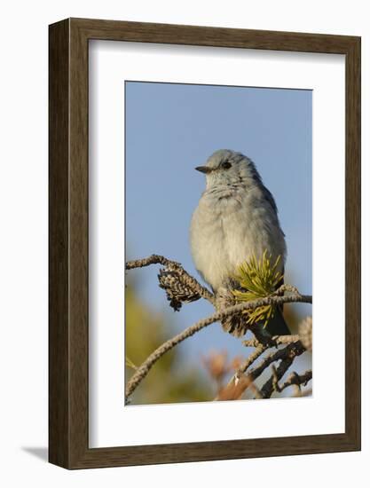 Mountain Bluebird, Sialia currucoides, Yellowstone National Park, Montana, Wyoming-Adam Jones-Framed Photographic Print