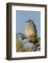 Mountain Bluebird, Sialia currucoides, Yellowstone National Park, Montana, Wyoming-Adam Jones-Framed Photographic Print