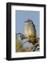 Mountain Bluebird, Sialia currucoides, Yellowstone National Park, Montana, Wyoming-Adam Jones-Framed Photographic Print