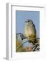 Mountain Bluebird, Sialia currucoides, Yellowstone National Park, Montana, Wyoming-Adam Jones-Framed Photographic Print