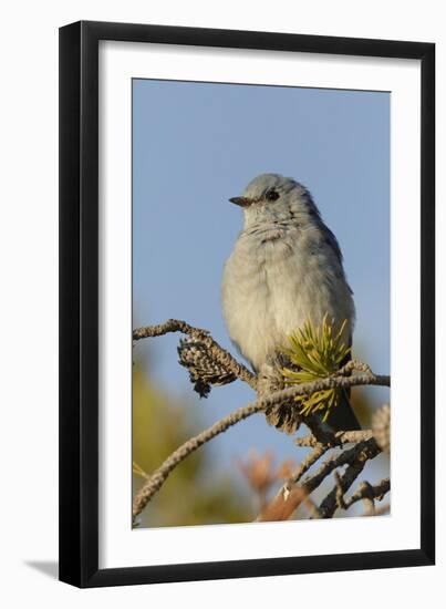 Mountain Bluebird, Sialia currucoides, Yellowstone National Park, Montana, Wyoming-Adam Jones-Framed Photographic Print