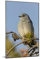 Mountain Bluebird, Sialia currucoides, Yellowstone National Park, Montana, Wyoming-Adam Jones-Mounted Photographic Print