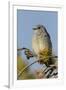 Mountain Bluebird, Sialia currucoides, Yellowstone National Park, Montana, Wyoming-Adam Jones-Framed Premium Photographic Print