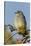Mountain Bluebird, Sialia currucoides, Yellowstone National Park, Montana, Wyoming-Adam Jones-Stretched Canvas