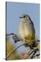 Mountain Bluebird, Sialia currucoides, Yellowstone National Park, Montana, Wyoming-Adam Jones-Stretched Canvas