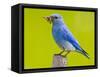 Mountain Bluebird With Caterpillars Near Kamloops, British Columbia, Canada-Larry Ditto-Framed Stretched Canvas