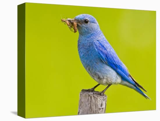 Mountain Bluebird With Caterpillars Near Kamloops, British Columbia, Canada-Larry Ditto-Stretched Canvas