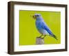 Mountain Bluebird With Caterpillars Near Kamloops, British Columbia, Canada-Larry Ditto-Framed Photographic Print