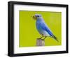 Mountain Bluebird With Caterpillars Near Kamloops, British Columbia, Canada-Larry Ditto-Framed Photographic Print