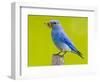 Mountain Bluebird With Caterpillars Near Kamloops, British Columbia, Canada-Larry Ditto-Framed Photographic Print