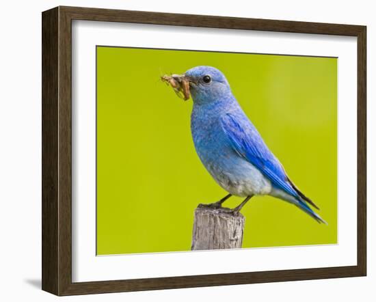 Mountain Bluebird With Caterpillars Near Kamloops, British Columbia, Canada-Larry Ditto-Framed Photographic Print