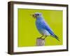 Mountain Bluebird With Caterpillars Near Kamloops, British Columbia, Canada-Larry Ditto-Framed Photographic Print