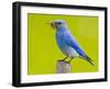 Mountain Bluebird With Caterpillars Near Kamloops, British Columbia, Canada-Larry Ditto-Framed Photographic Print