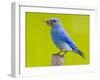 Mountain Bluebird With Caterpillars Near Kamloops, British Columbia, Canada-Larry Ditto-Framed Photographic Print