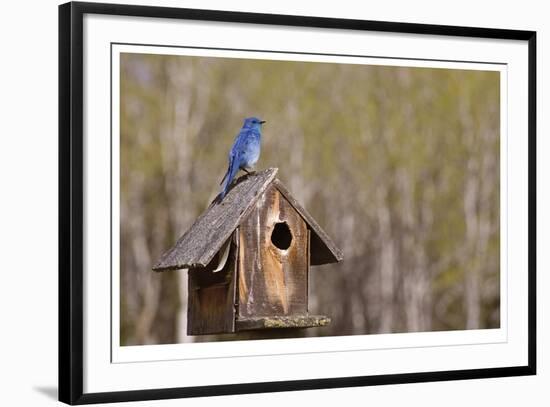 Mountain Bluebird-Donald Paulson-Framed Giclee Print