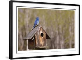 Mountain Bluebird-Donald Paulson-Framed Giclee Print