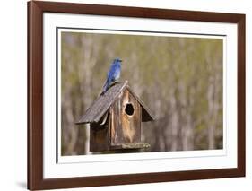 Mountain Bluebird-Donald Paulson-Framed Giclee Print