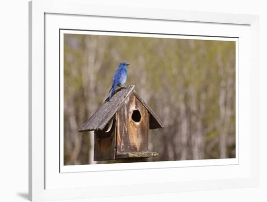 Mountain Bluebird-Donald Paulson-Framed Giclee Print