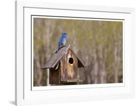 Mountain Bluebird-Donald Paulson-Framed Giclee Print