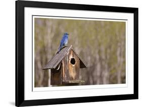 Mountain Bluebird-Donald Paulson-Framed Giclee Print