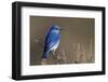 Mountain Bluebird-Ken Archer-Framed Photographic Print