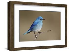 Mountain Bluebird-Ken Archer-Framed Photographic Print