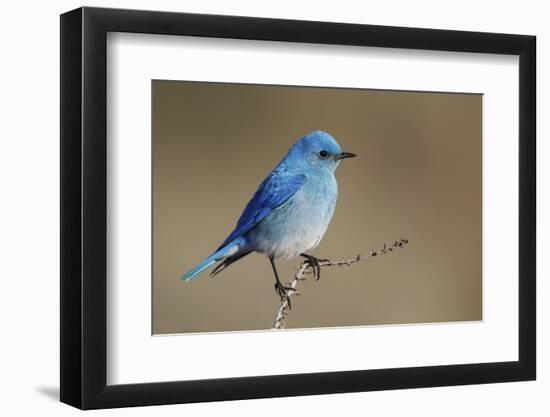 Mountain Bluebird-Ken Archer-Framed Photographic Print