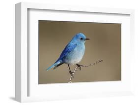 Mountain Bluebird-Ken Archer-Framed Photographic Print