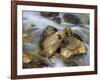 Mountain brook on the Peri?nik Falls, Vratatal, Triglav national park, Slovenia-Michael Jaeschke-Framed Photographic Print