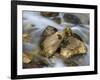 Mountain brook on the Peri?nik Falls, Vratatal, Triglav national park, Slovenia-Michael Jaeschke-Framed Photographic Print