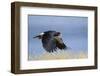 Mountain Caracara taking off, Laguna Canapa, Altiplano, Bolivia-Bernard Castelein-Framed Photographic Print