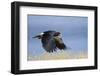 Mountain Caracara taking off, Laguna Canapa, Altiplano, Bolivia-Bernard Castelein-Framed Photographic Print