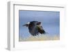 Mountain Caracara taking off, Laguna Canapa, Altiplano, Bolivia-Bernard Castelein-Framed Photographic Print