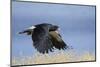 Mountain Caracara taking off, Laguna Canapa, Altiplano, Bolivia-Bernard Castelein-Mounted Photographic Print