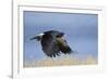 Mountain Caracara taking off, Laguna Canapa, Altiplano, Bolivia-Bernard Castelein-Framed Photographic Print