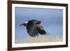 Mountain Caracara taking off, Laguna Canapa, Altiplano, Bolivia-Bernard Castelein-Framed Photographic Print